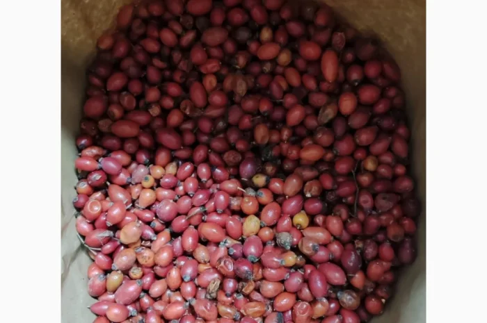 Продается замороженная шипшина 25 кг- фото № 3