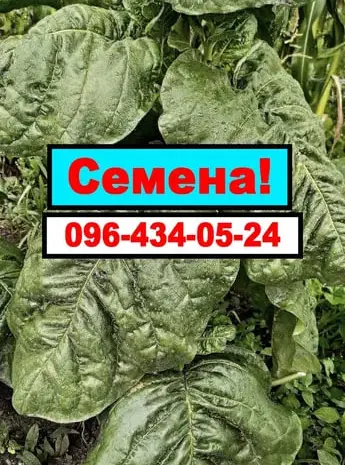 Семена Табака. Семена табака Махорки- фото № 1