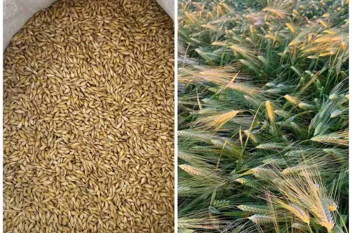 Ячмень яровой, сорт Вакула первая репродукция.- фото № 1