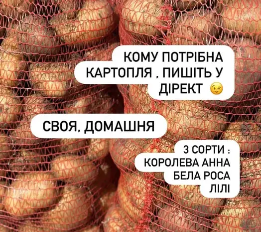 Картофель семенной / беллароса/королева анна/- фото № 1