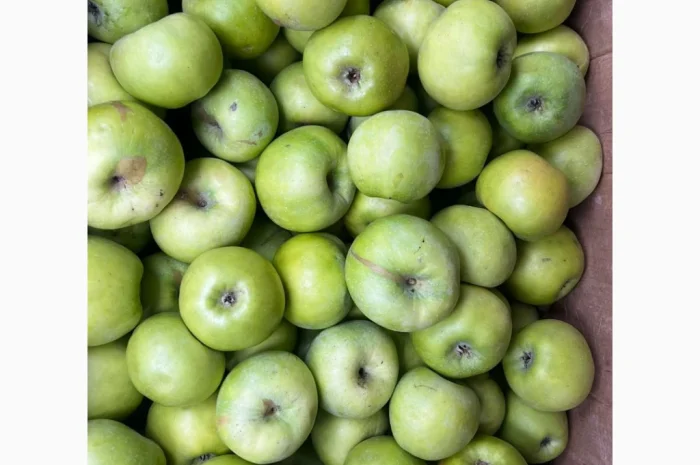 Продается яблоки сорта Симиренка- фото № 1