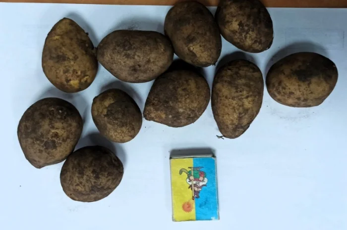 Картопля Тоскана 35/45 в продаже- фото № 2