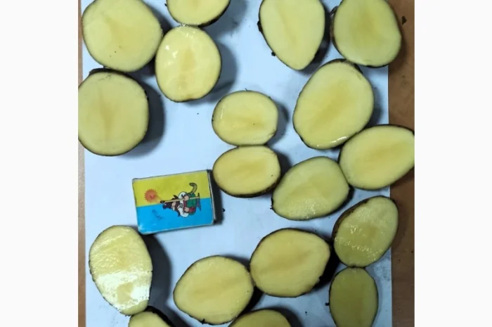 Картопля Тоскана 35/45 в продаже- фото № 1