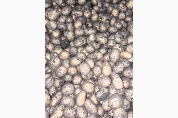 Картопля Тоскана 35/45 в продаже- фото № 3