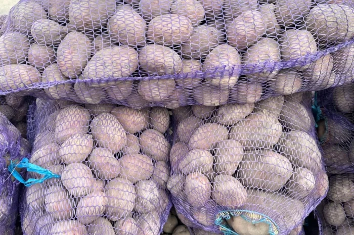 Продается картофель сорта Белая Роса- фото № 1