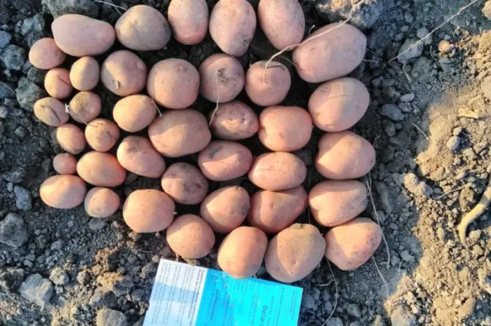 Продам семенной картофель сорта Беллароза. 2 репродукции. Опт от 10 тонн- фото № 1