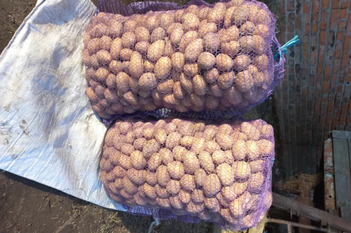 Пропонується насінневий картопля сортів Беллароза та Арізона- фото № 1