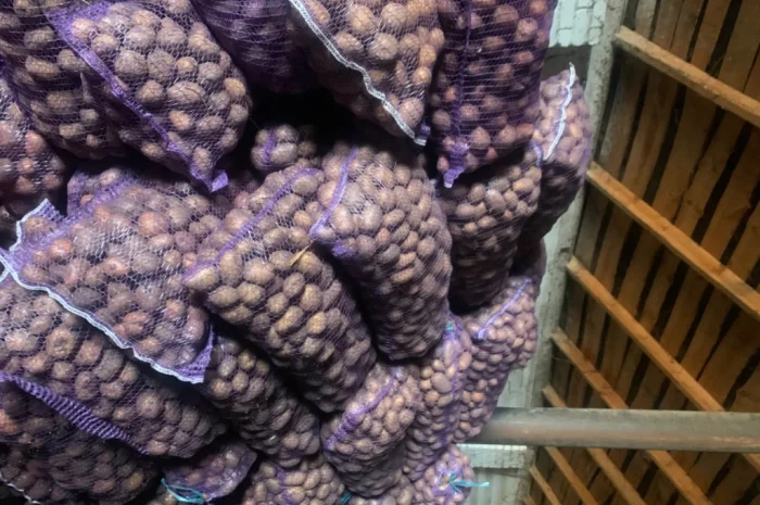 Продается семенной картофель- фото № 3