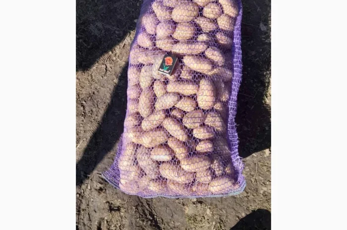 Продается посадочная картошка сорта ГРАНАДА- фото № 1