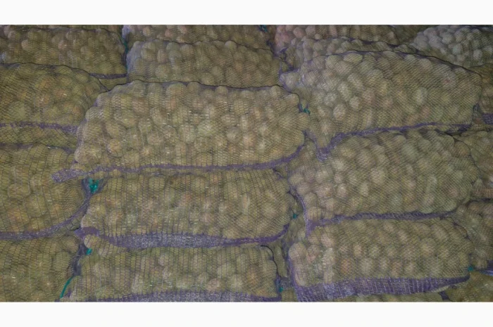 Продается семенной картофель сорта Білароса- фото № 2