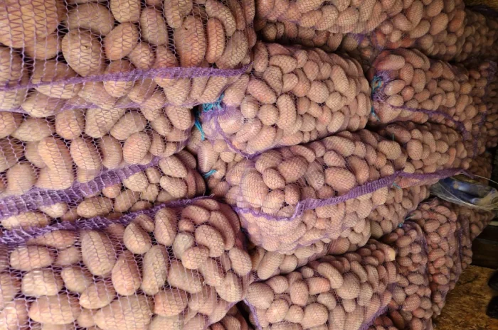 Пропонується картопля сорту Біла роса по 6 грн- фото № 3