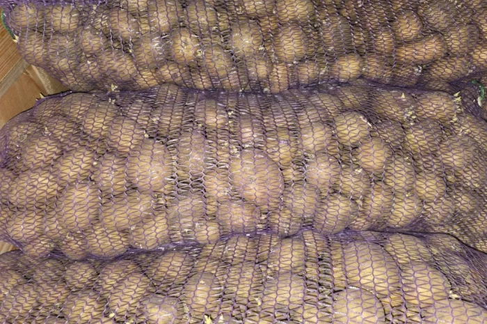 Продается посадочный картофель Ривьера- фото № 1