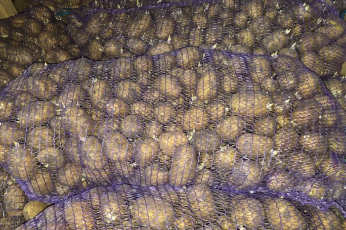 Продается посадочный картофель Ривьера- фото № 2