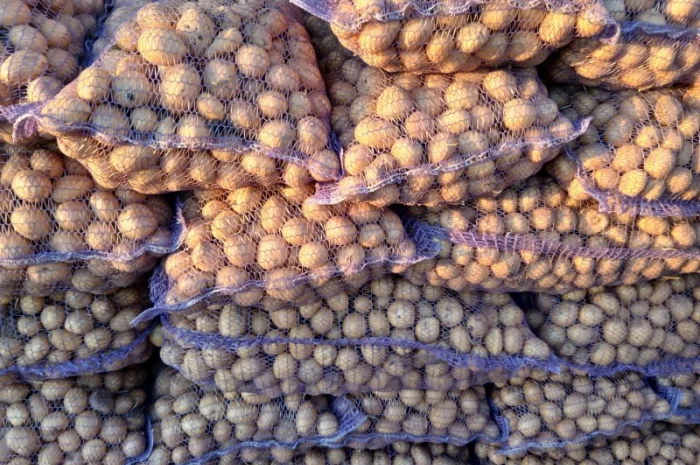 Продаж посадкової картоплі сорту Арізона- фото № 1