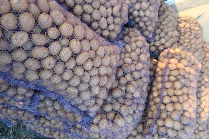 Продаж посадкової картоплі сорту Арізона- фото № 2