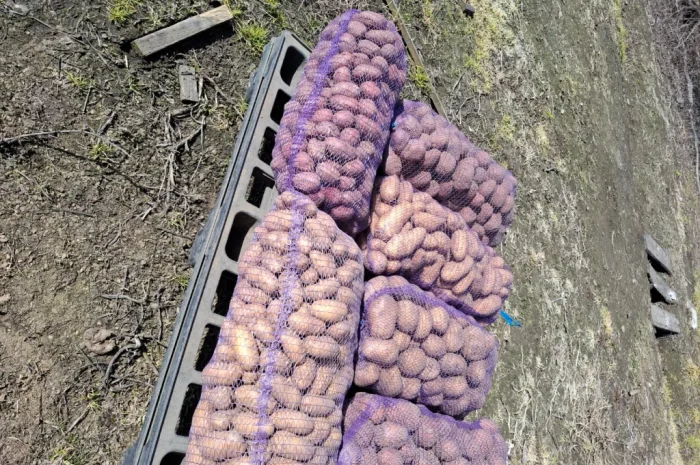 Продается домашний картофель различных сортов- фото № 2