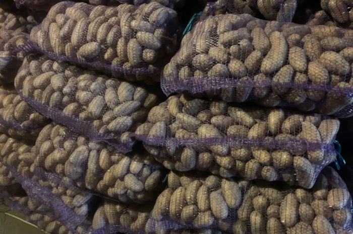 Продается картофель сорт Гренада, Каллет, Беларосса- фото № 1