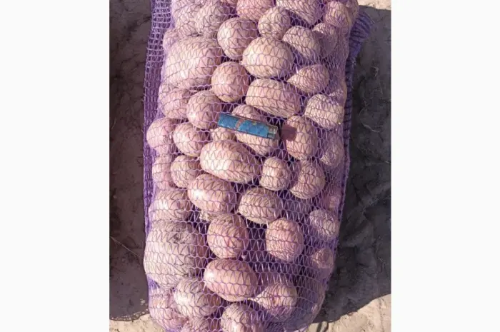 Продам товарный картофель из песка- фото № 1