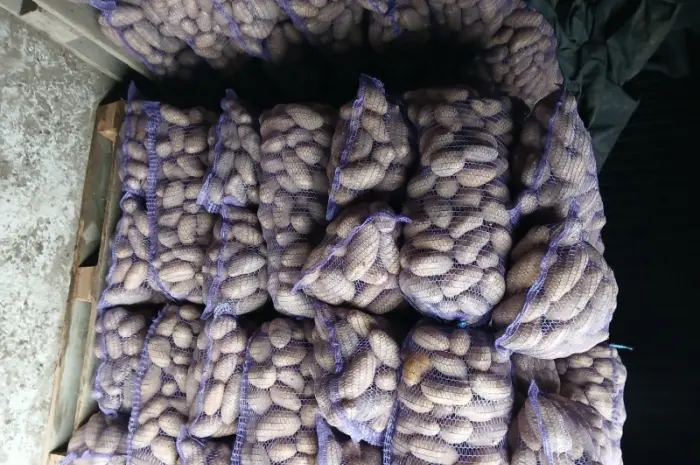 Продам товарный и семенной картофель- фото № 2