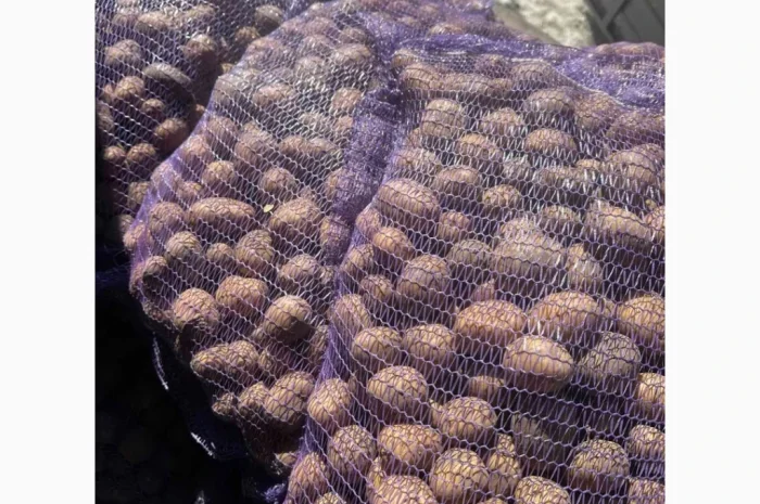 Продається картопля сорту Коломбо 2 репродукція оптом від 10 тонн- фото № 1