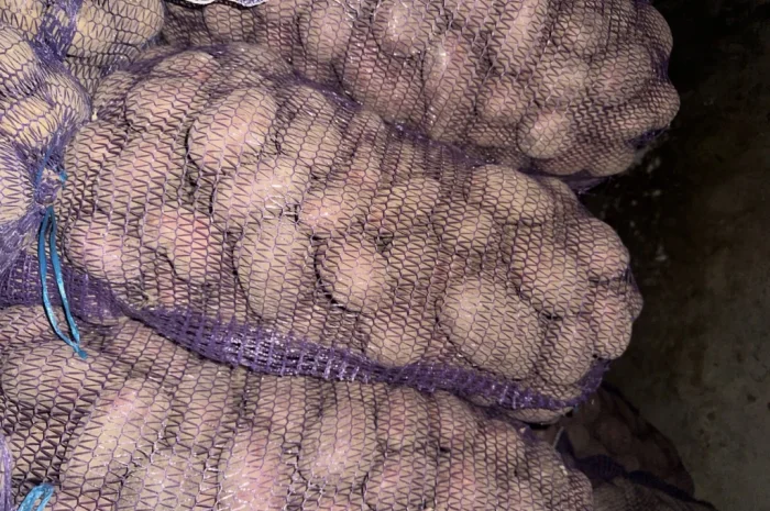 Пропонується картопля різних сортів- фото № 2