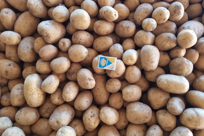 ФГ реализует посадочный картофель 2-3 репродукции- фото № 1
