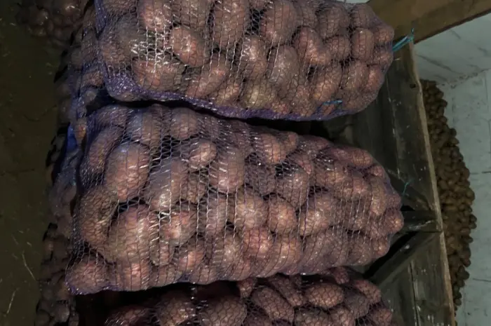 Продам товарный картофель- фото № 2