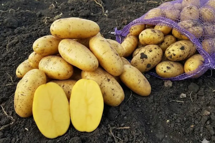 Семенной картофель Гранада 1-2 репродукция- фото № 1