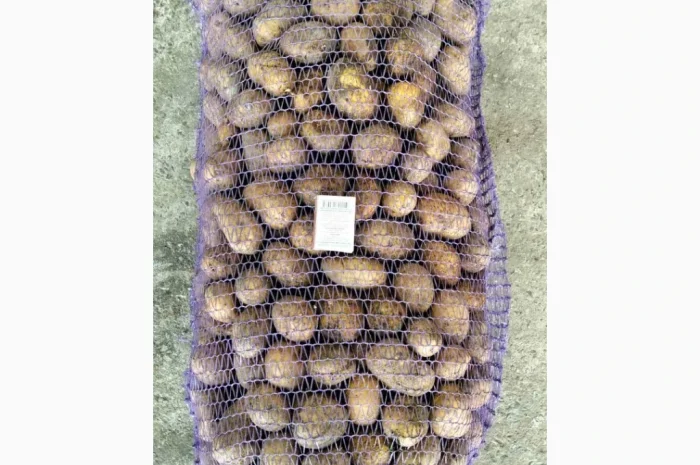 Продажа посадочного картофеля различных сортов- фото № 1