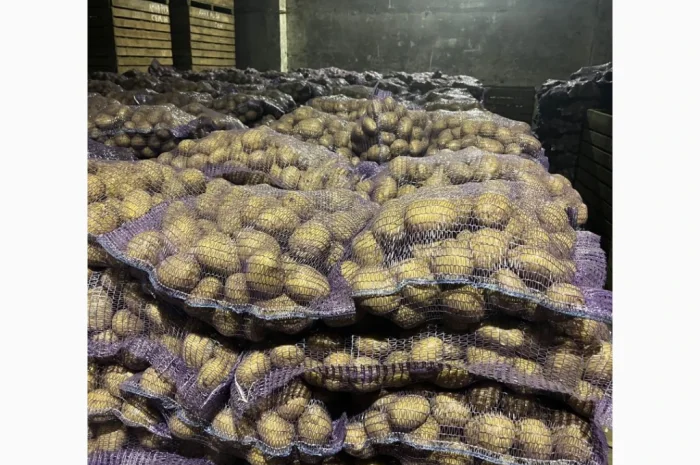 Продается бюджетная картошка- фото № 1