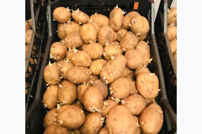 Продажа семенного картофеля 2 репродукция Рів’єра- фото № 3