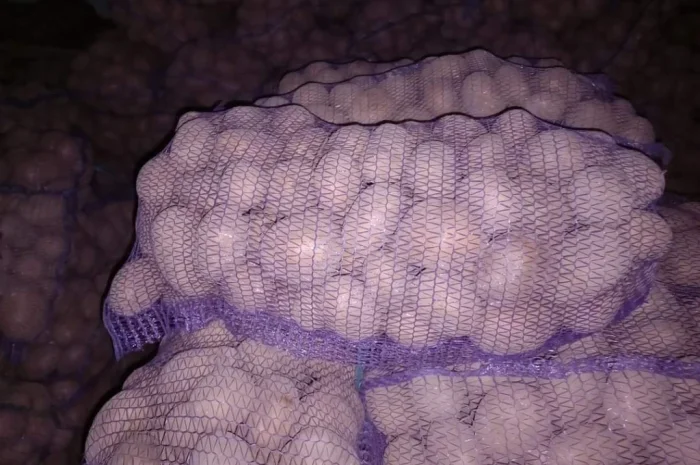 Продается товарная картошка Беллароза- фото № 1