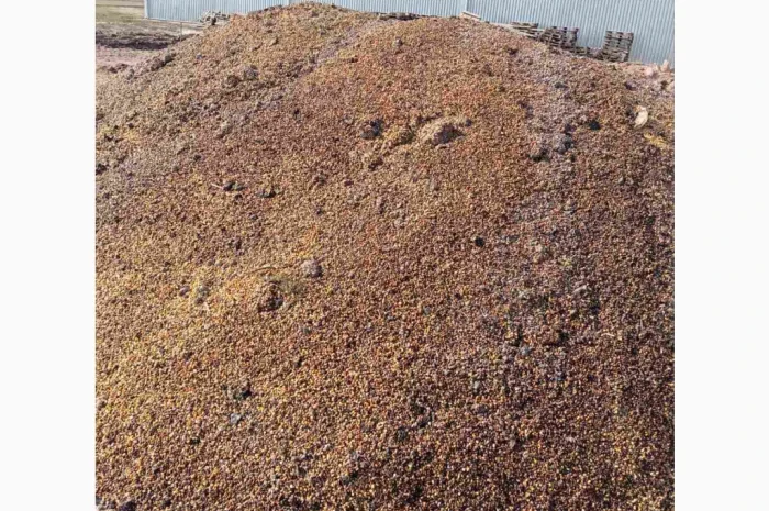 Продается зіпсованная кукуруза- фото № 1