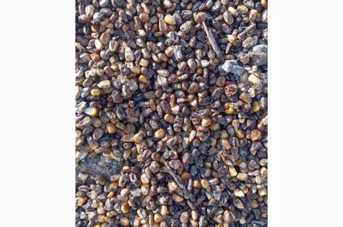 Продается зіпсованная кукуруза- фото № 2