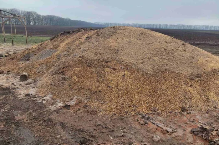 Продается зіпсованная кукуруза- фото № 3