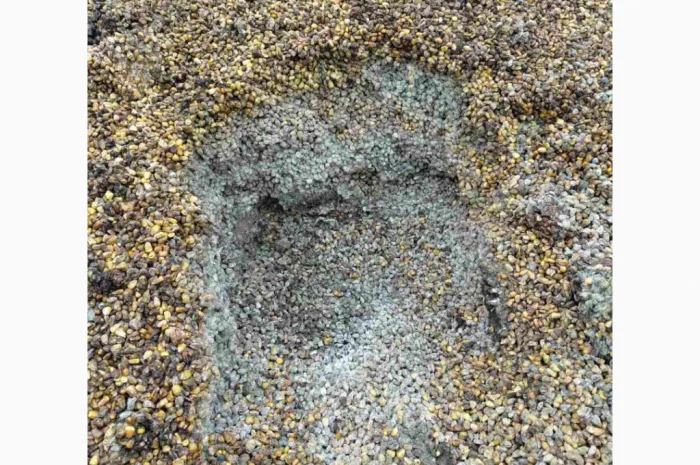 Продается зіпсованная кукуруза- фото № 5