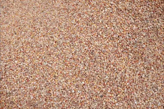 Продается кукуруза для кормления животных- фото № 1