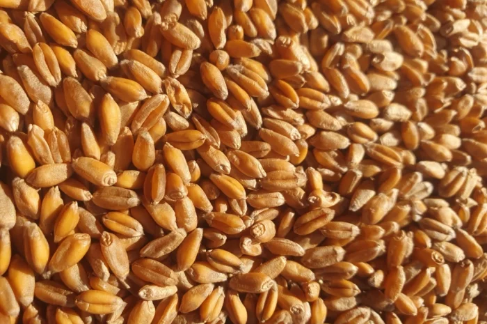 Продается кукуруза и пшеница- фото № 2