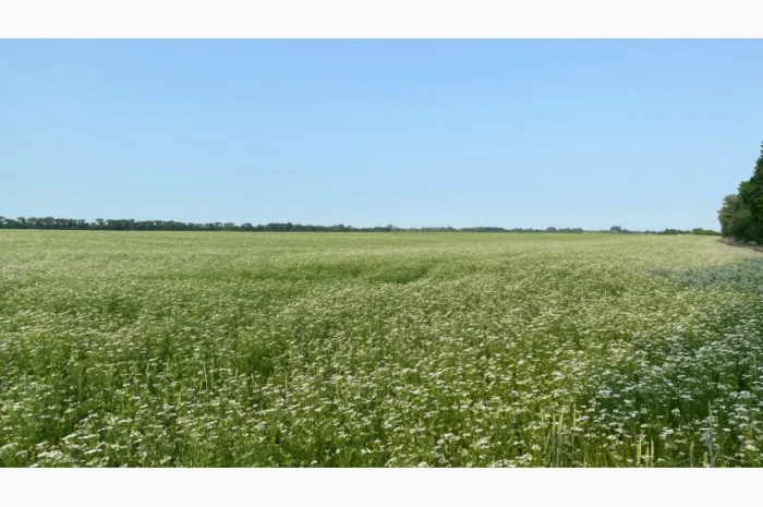 Терміново продається мед коріандру 2025 року- фото № 1