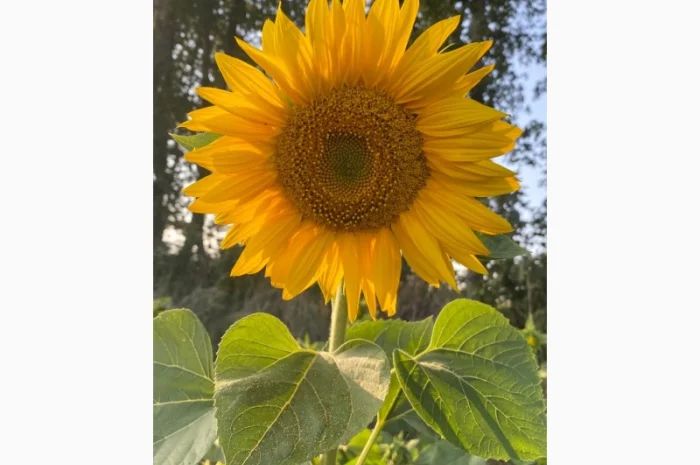 Продается мед и продукты пчеловодства с собственной пасеки- фото № 2