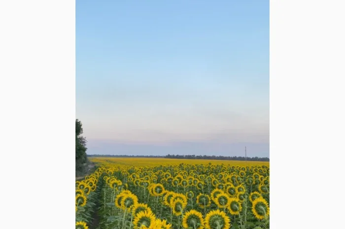 Продается мед и продукты пчеловодства с собственной пасеки- фото № 3