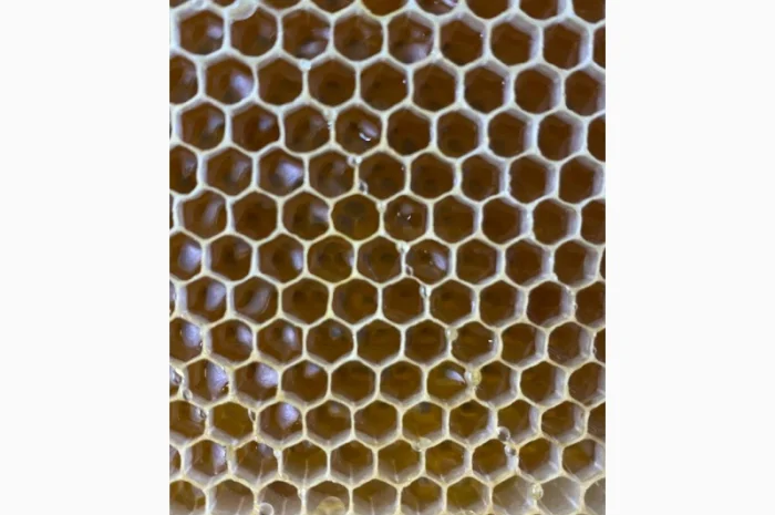 Продается мед и продукты пчеловодства с собственной пасеки- фото № 4