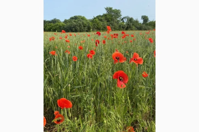 Продается мед и продукты пчеловодства с собственной пасеки- фото № 5