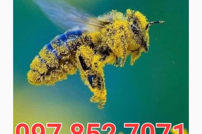 Куплю мед в Луцке и окрестностях- фото № 1