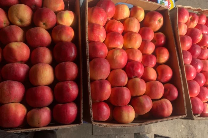 Продаються яблука Айдаред відмінної якості- фото № 1