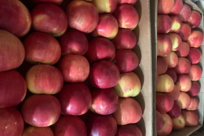 Продаються яблука Айдаред відмінної якості- фото № 3