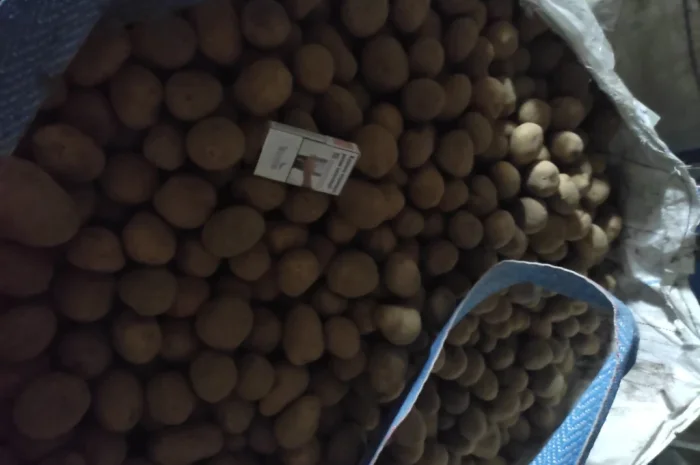 Пропонується насіння картоплі Арізона- фото № 1