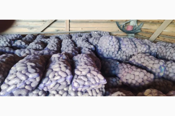 Товарний картопля Шаншай, Белороса та Коннект у продажу- фото № 1