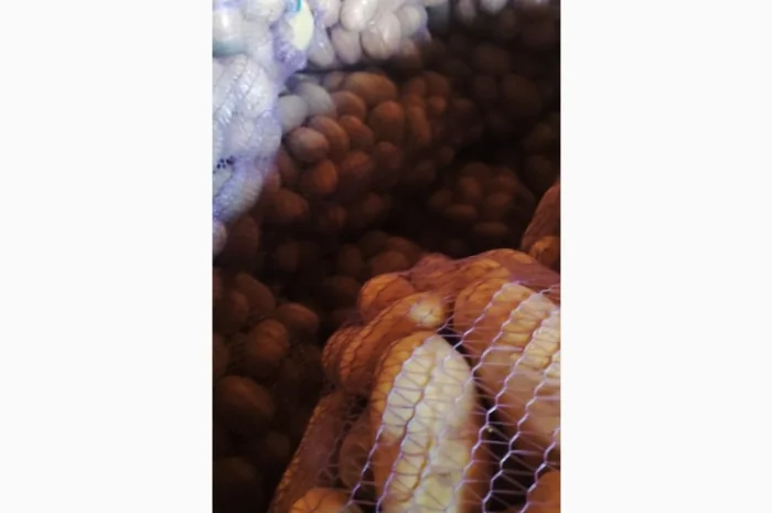 Товарний картопля Шаншай, Белороса та Коннект у продажу- фото № 2