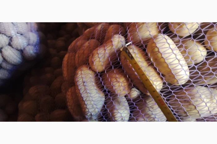 Товарний картопля Шаншай, Белороса та Коннект у продажу- фото № 3